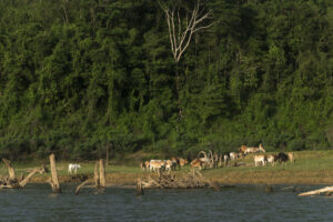 Namdapha National Park forest landscape with wildlife