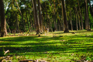 Sepahijala Wildlife Sanctuary with lush forest and wildlife in Tripura